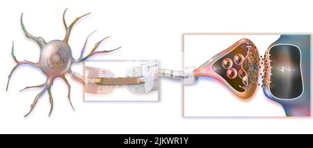 Transmission of nerve impulses with a zoom on the myelin sheath, Ranvier's node and the synapse. Stock Photo