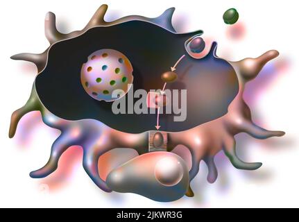 Immune reaction triggered by molecules of the AIDS virus injected by vaccination. Stock Photo