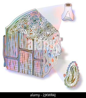 Illustration showing the bony structure of the human skull base from a ...