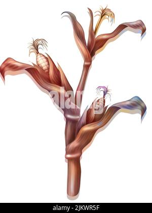 Representation of a corn plant isolated on a white background. Stock Photo