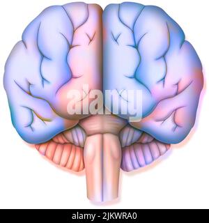 Brain, with the two cerebral hemispheres, the cerebellum and the brainstem. Stock Photo