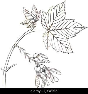 Leaves and fruits (disamares) of the sycamore maple (Acer pseudoplatanus). Stock Photo