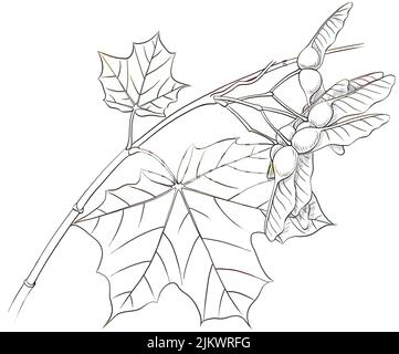 Leaves and fruits (disamares) of the plane maple (Acer platinoïdes). Stock Photo