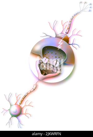 Transmission of nerve impulses and zoom on a synapse. Stock Photo