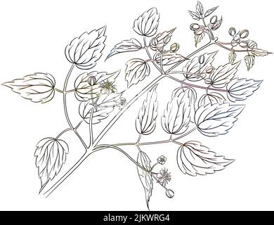 Clematis leaves isolated on white background. Stock Photo