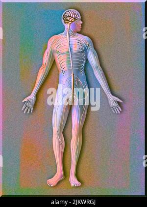 Silhouette with the nervous system consisting of the central system and the peripheral system. Stock Photo