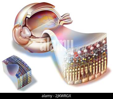 Retina Shape Retina structure, illustration Stock Photo - Alamy
