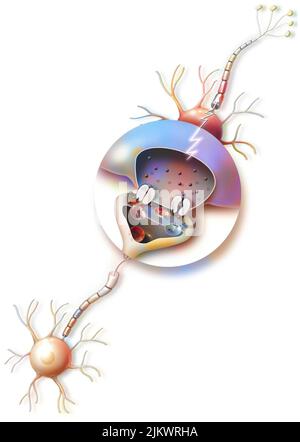 Transmission of nerve impulses and zoom on a synapse. Stock Photo