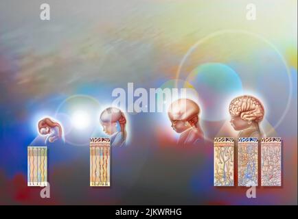 Human brain development, from 8 week old fetus to 4 year old child. Stock Photo