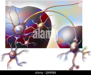 Ventral tegmental area of the brain and nucleus accumbens with their neurons. Stock Photo