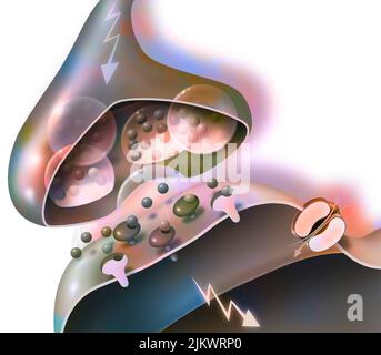 Transmission of nerve impulses from a synapse of a neuron A to a dendritic button. Stock Photo