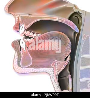 Position of the mouth for the pronunciation of the 'A' in phonation. Stock Photo