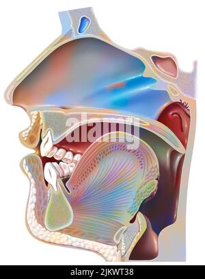 Position of the mouth for the pronunciation of the 'U' in phonation. Stock Photo