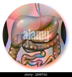 Liver and its contribution with neighboring organs: stomach, intestine. Stock Photo