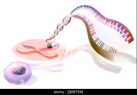 Zoom on the chromosomes of a nucleus showing the DNA helix. Stock Photo