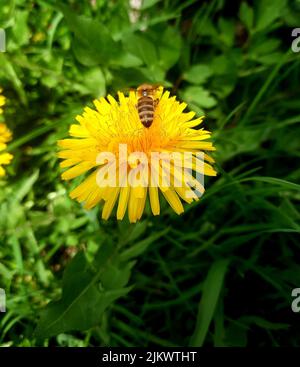 Dandelion and bee on first Spring da Stock Photo