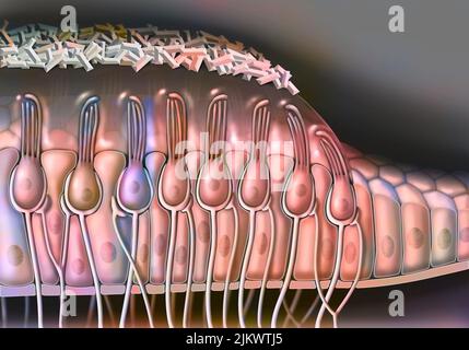 Anatomy of the macule showing the cells (ciliates, supports). Stock Photo