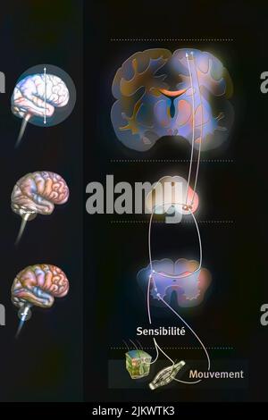 Sensorimotor loop: control of the brain to link sensations to motor reactions. Stock Photo