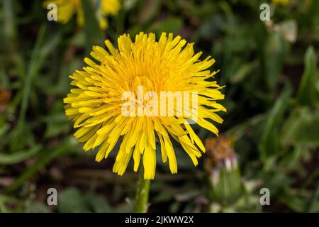 A closeup shot of a dandelion on the blurry background Stock Photo