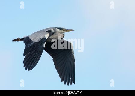 Grey Heron (Ardea cinerea) flying above River Tay, Perthshire, Scotland, UK. Stock Photo