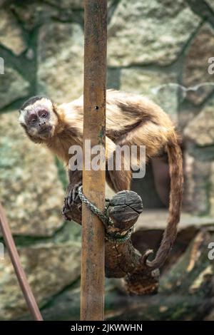 A capuchin monkey on a tree Stock Photo