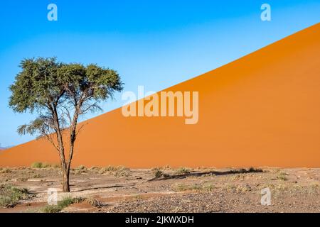 Namibia, the Namib desert, a tree isolated in the red dunes in background Stock Photo