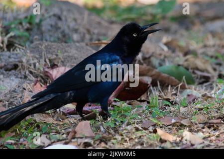 A closeup of a male great-tailed grackle or Mexican grackle. Quiscalus mexicanus. Stock Photo