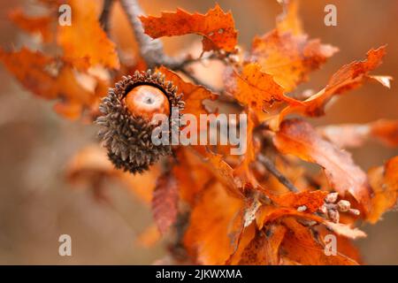 Acorn and red orange brown oak Quercus cerris, the Turkey oak or Austrian oak foliage on branches with selective focus against blurred background. Stock Photo