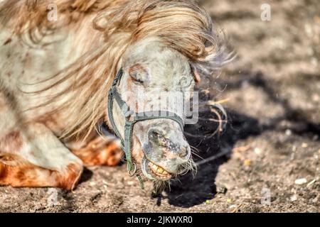 A closeup shot of a miniature Shetland pony lying on the groundin the farm Stock Photo