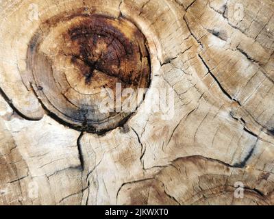 A closeup of a cracked tree stump texture Stock Photo