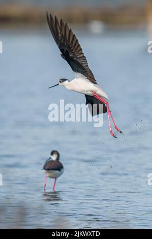 A vertical shot of Himantopus himantopus bird taking off on the lake above the other one Stock Photo