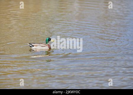 A beautiful shot of a male wild duck (Mallard duck) swimming in the calm water of the lake in bright sunlight Stock Photo