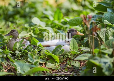 A closeup shot of two ducks sitting on the ground among green plants in the park on a sunny day with blurred background Stock Photo