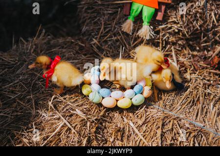 A closeup of chicks in dried grass decorated with colorful eggs on Easter Stock Photo