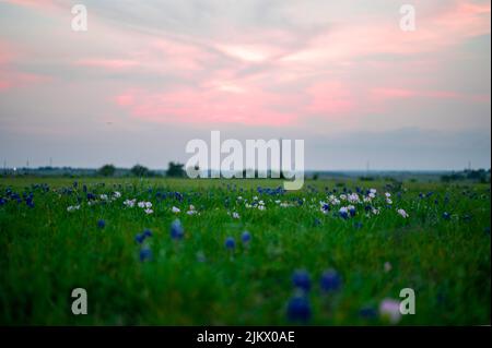 A scenic view of bluebonnets flowers blooming in field during sunset Stock Photo