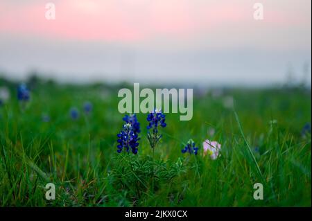 A scenic view of bluebonnets flowers blooming in field during sunset Stock Photo