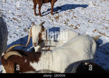 A view of brown and white goats standing on snowy ground Stock Photo
