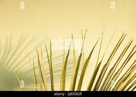 Low saturation green palm tree leaf with its blurred shadow on green stucco wall. Minimalist summer tropical plants background. Shabby interior Stock Photo