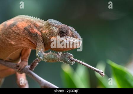 panther chameleon, beautiful animal climbing on a branch Stock Photo