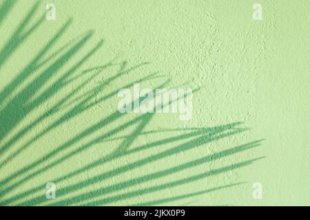 Blurred palm tree leaf's shadows on green turquoise blue stucco wall. Minimalist summer tropical plants background Stock Photo
