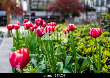 A closeup shot of tulips flowers blooming in a park in the downtown Vancouver, BC, Canada Stock Photo