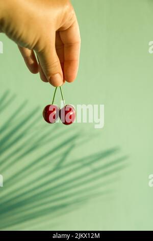 Two red ripe sweet cherries on stem in woman's had against blurred blue green turquise wall with palm leaf shadows. Summer minimalist food, leisure, t Stock Photo