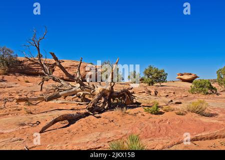 A dead tree has fallen over at Canyon de Chelle, Arizona Stock Photo