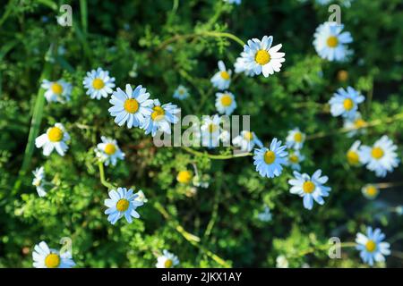 Wild daisy flowers growing on meadow. White chamomiles on green grass background. Common daisy, Dog daisy, Oxeye daisy, Leucanthemum vulgare, Daisies, Stock Photo