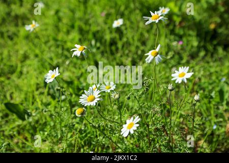 Wild daisy flowers growing on meadow. White chamomiles on green grass background. Common daisy, Dog daisy, Oxeye daisy, Leucanthemum vulgare, Daisies, Stock Photo