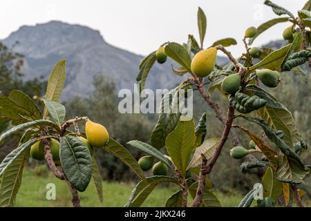 A close-up shot of pears growing on a tree. Stock Photo