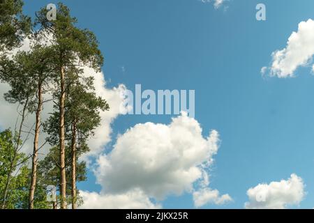 White clouds float across the blue sky next to the green tops of the pines Stock Photo