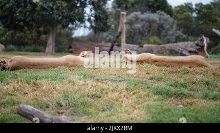 A scenic view of lions lying down on the grass in a zoo in a daylight Stock Photo