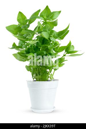Potted fresh green basil isolated on white background with clipping path. Stock Photo