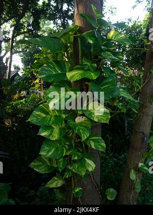 Devil ivy Plant Epipremnum aureum is a species in the arum family Araceae, native to Mo'orea in the French Polynesian Society Islands. Stock Photo